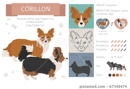 Designer dogs, crossbreed, hybrid mix pooches 67348474