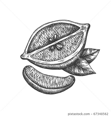 Vector hand drawn lemon illustration in vintage style Vector hand drawn lemon illustration in vintage style 67348562