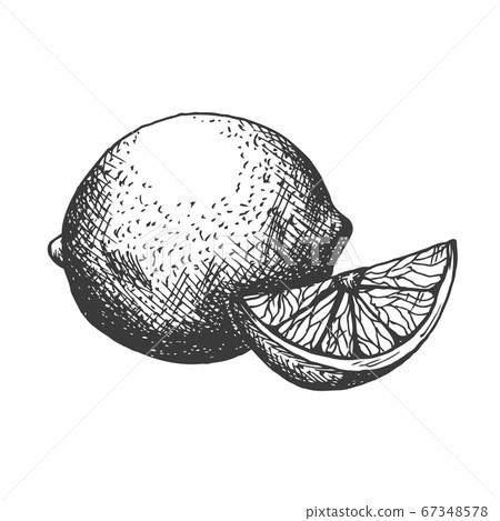 Vector hand drawn lemon illustration in vintage style Vector hand drawn lemon illustration in vintage style 67348578