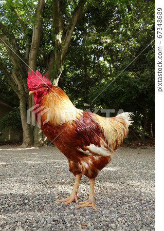 愛知縣名古屋市的厚田神宮據說是神的使者雞 愛知縣名古屋市的厚田神宮據說是神的使者雞 67348689