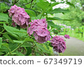 Pink hydrangea and passage 67349719