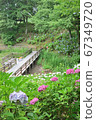 Hydrangea and the passage along the pond 67349720