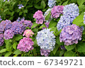 Multi-colored hydrangea 67349721