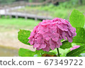 Pink Hydrangea ① 67349722
