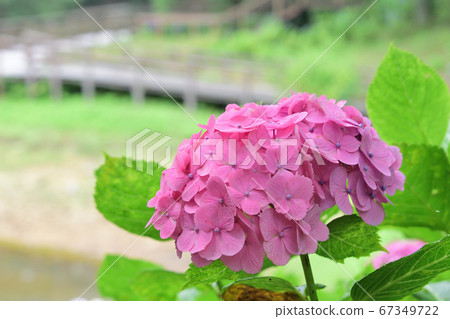 Pink Hydrangea ① 67349722