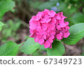 Pink hydrangea ② 67349723