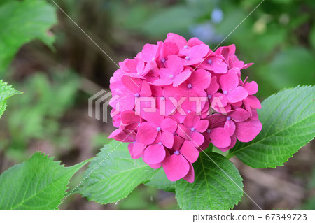 Pink hydrangea ② Pink hydrangea ② 67349723