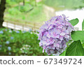 Looking at the pond through the purple hydrangea 67349724