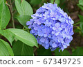 View purple hydrangea 67349725