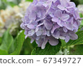 Purple hydrangea in the rain ① 67349727