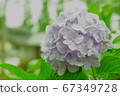 Purple hydrangea in the rain ② 67349728