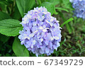 Purple hydrangea in the rain ③ 67349729
