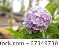 Purple hydrangea in the rain ④ 67349730