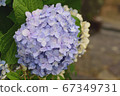 Purple hydrangea in the rain ⑤ 67349731