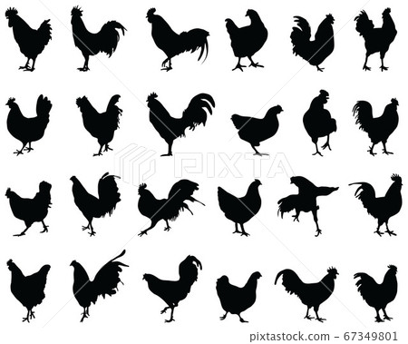Black silhouettes of roosters and hens on a white background 67349801