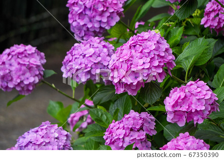 Yamaguchi Kannon Hydrangea 67350390