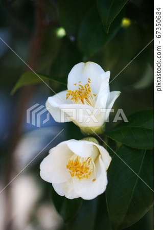 Camellia white sukesuke flowers 67350684
