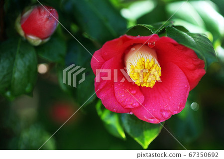 紅茶花山茶花 67350692