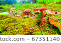 蘑菇長了 67351140