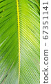 蕨葉 67351141