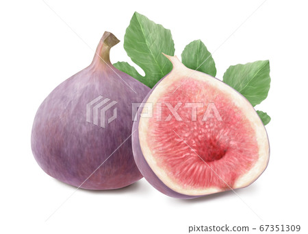 無花果和葉水彩與陰影 67351309