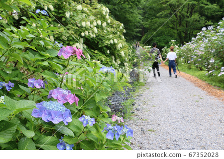 Hydrangea in Michinoku Hydrangea Garden Hydrangea in Michinoku Hydrangea Garden 67352028