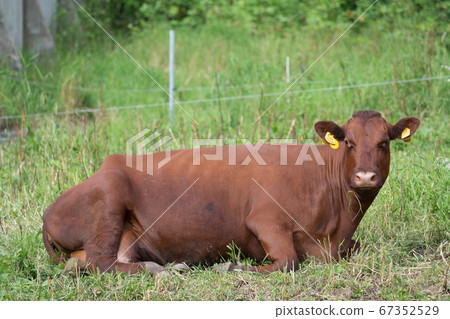 Beef cow 67352529