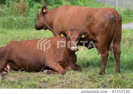 Beef cow Beef cow 67352530