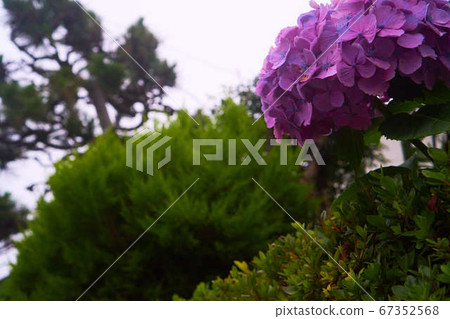 Hydrangea reigns as a symbol of June Hydrangea reigns as a symbol of June 67352568