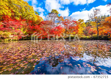 Autumn leaves of Kobe Forest Botanical Garden Autumn leaves of Kobe Forest Botanical Garden 67352715