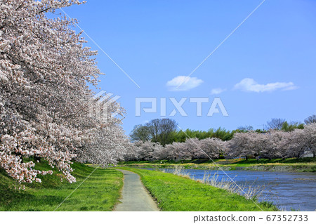 小玉千本櫻01 小玉千本櫻01 67352733