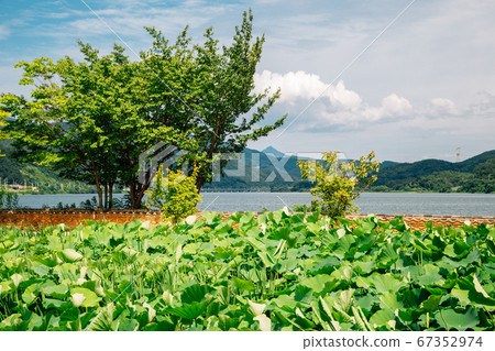 Green lotus flower field at Dumulmeori in Yangpyeong, Korea Green lotus flower field at Dumulmeori in Yangpyeong, Korea 67352974