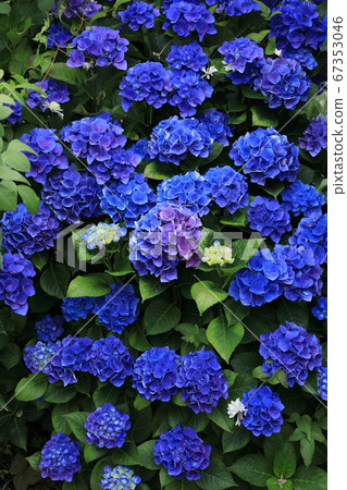 Wall of blue hydrangeas Wall of blue hydrangeas 67353046