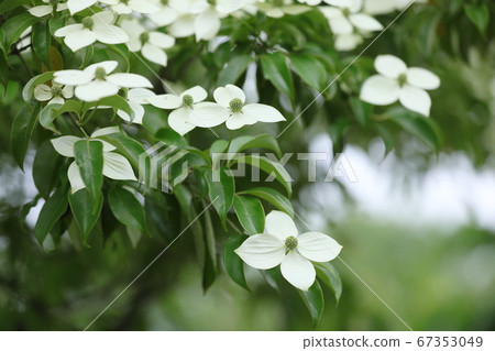Cute petals of a mountain priest 67353049