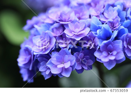 Hydrangea mixed with blue and purple 67353059