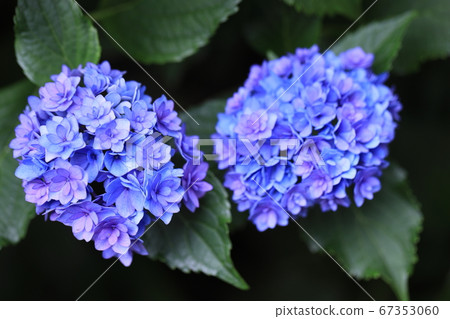 Hydrangea brothers Hydrangea brothers 67353060