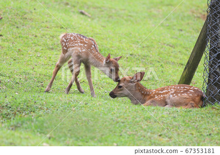 Cute fawns in Nara Park Cute fawns in Nara Park 67353181