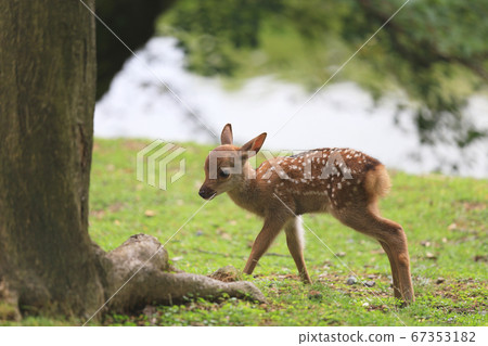 Cute fawn in Nara Park Cute fawn in Nara Park 67353182