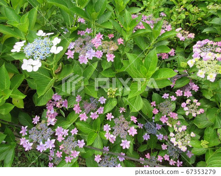 Yamah hydrangea Yamah hydrangea 67353279