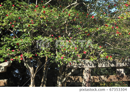 Red Karako of Tokoji Temple 67353304