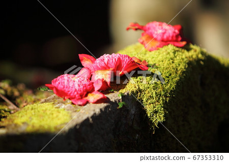 Tokoji Temple's peanuts 67353310