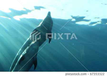 Dolphins swimming well 67353322