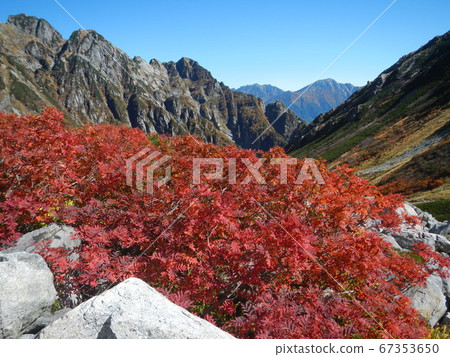羅文的秋天劍澤秋葉在蔚藍的天空中閃耀 羅文的秋天劍澤秋葉在蔚藍的天空中閃耀 67353650