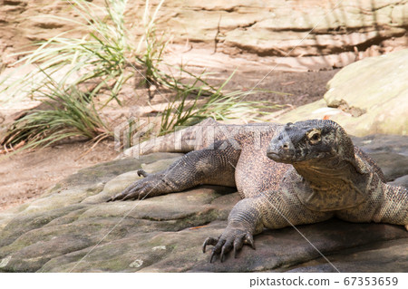 Komodo Dragon 67353659