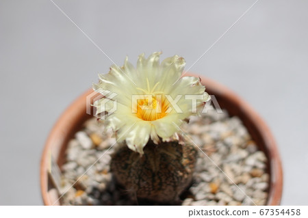 仙人掌超級頭盔仙人掌花 67354458