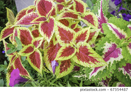 Coleus Coleus 67354487
