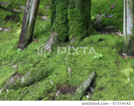 Root of tree covered with green moss 67354542