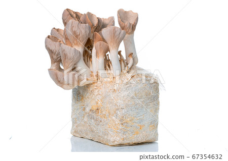 Microscope, petri dishes and pipette stand b 67354632