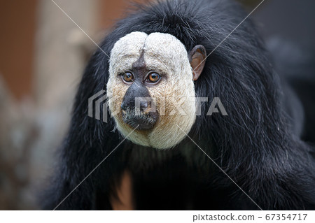 白崎北野生動物園札幌白面薩基 67354717