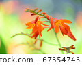 Orange flowers blooming in summer 67354743